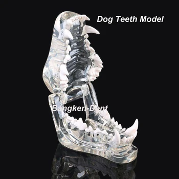 Zubné Pes Zubov Model Jasné Ústne Pet Anatomické Zub Psie Čeľuste Veterinárne Vzdelávanie Dekorácie Preukázať